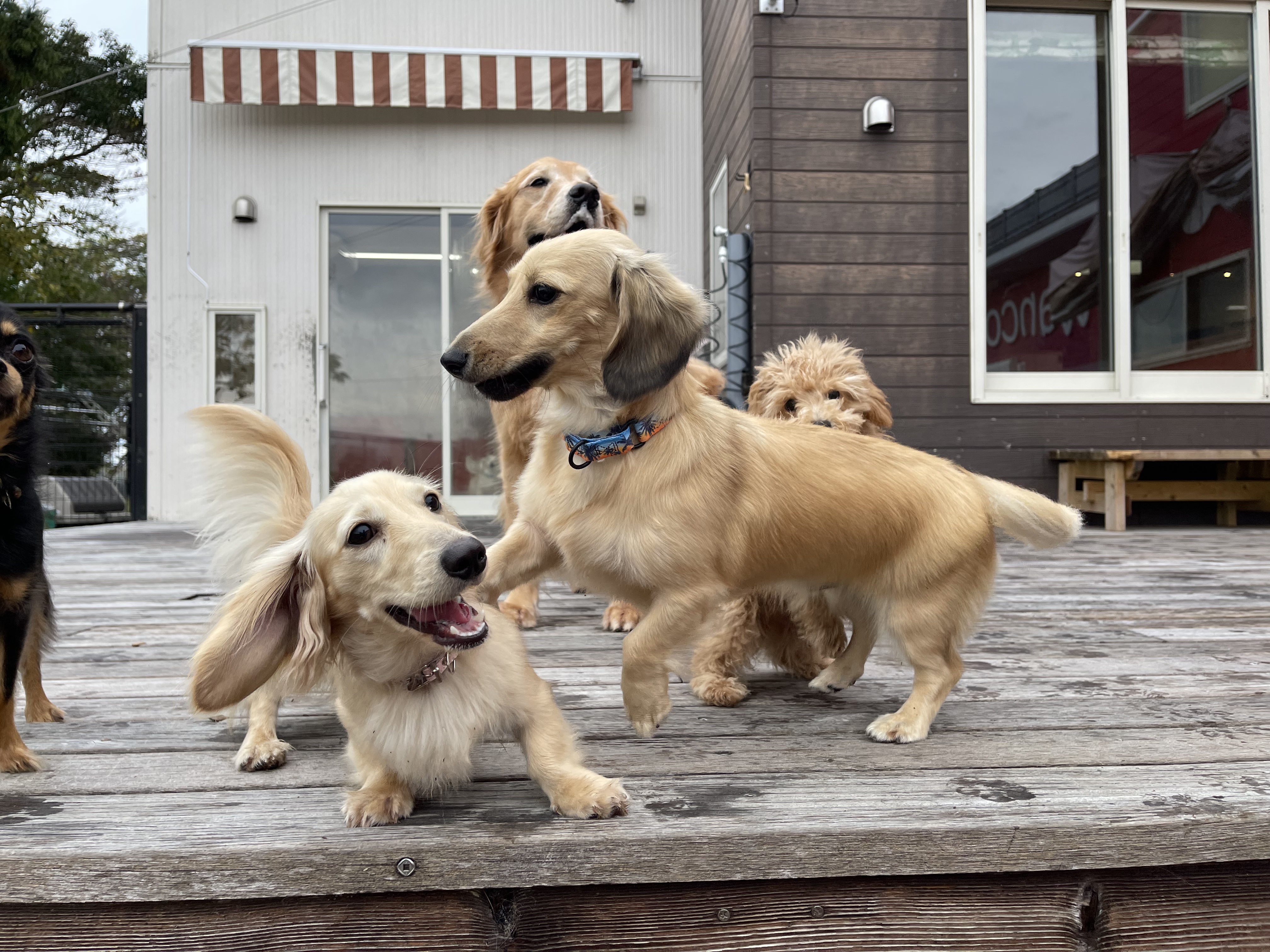 デッキで遊ぶワンちゃんたち