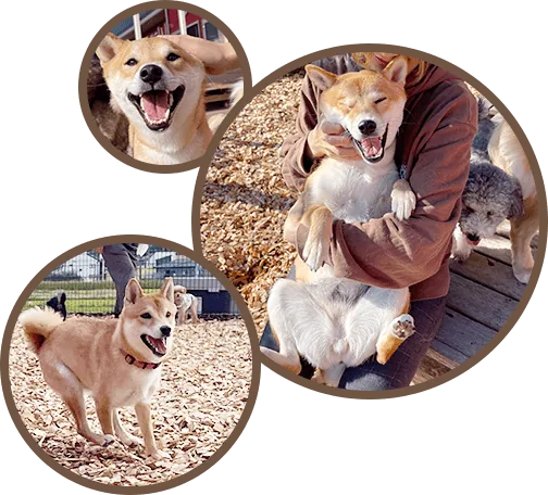 きなこちゃん
