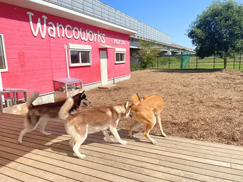 Outdoor Dog Run