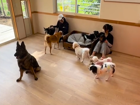 室内ドッグラン（3室）