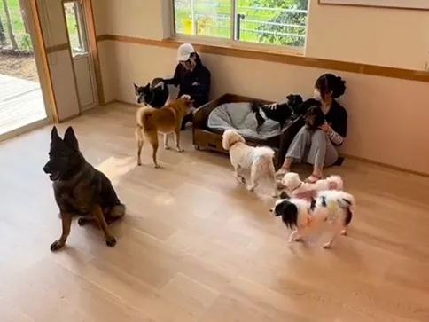 室内ドッグラン（3室）