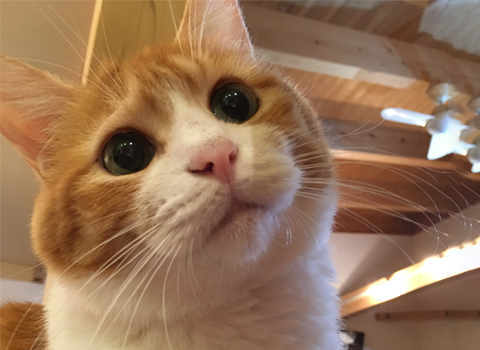がんぱち（看板猫（故））