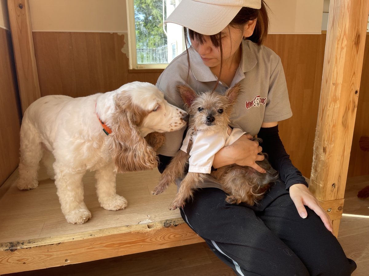 スタッフに抱っこされたシニア犬と見守るワンちゃん