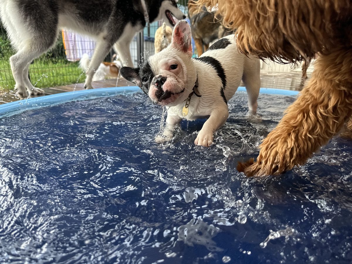 プールでみんなと一緒に水遊びするワンちゃんたち