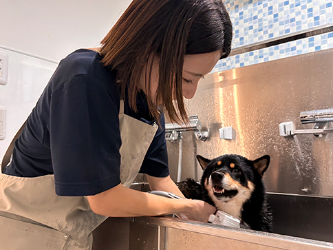 Grooming Salon